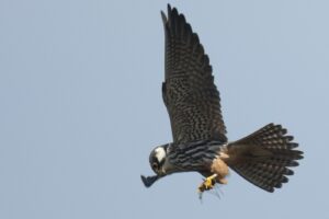 Project Stootvogels